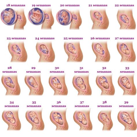 Com 30 semanas de gestação você começa a se sentir mais barriga do que tudo. A formação de um novo ser ~ Saúde a fundo