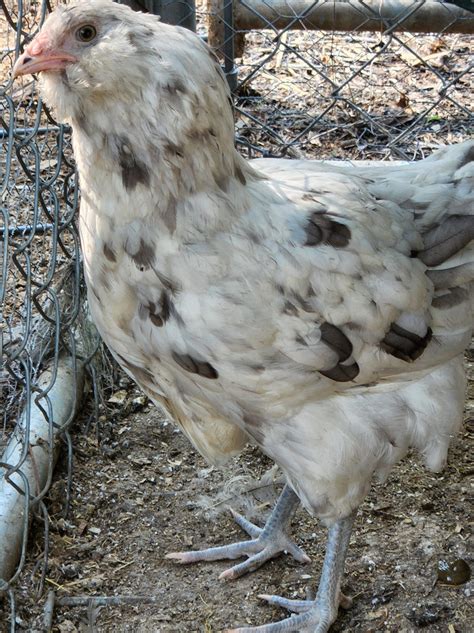 Splash Ameraucana Chicken For Sale Cackle Hatchery