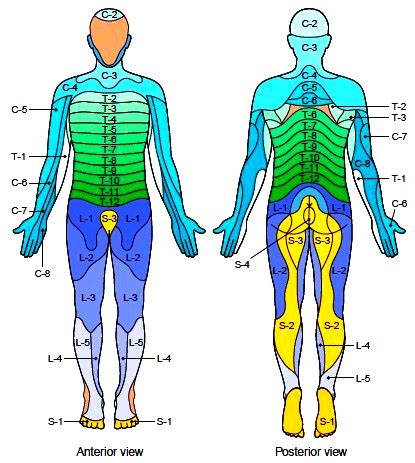 The nervous system derives its name from nerves, which are cylindrical bundles of fibers (the axons of neurons), that emanate from the brain and spinal cord, and branch repeatedly to innervate every part of the body.4 nerves are diagram showing the major divisions of the vertebrate nervous system. The Spinal Nerves. Branches of the Spinal Nerves ...