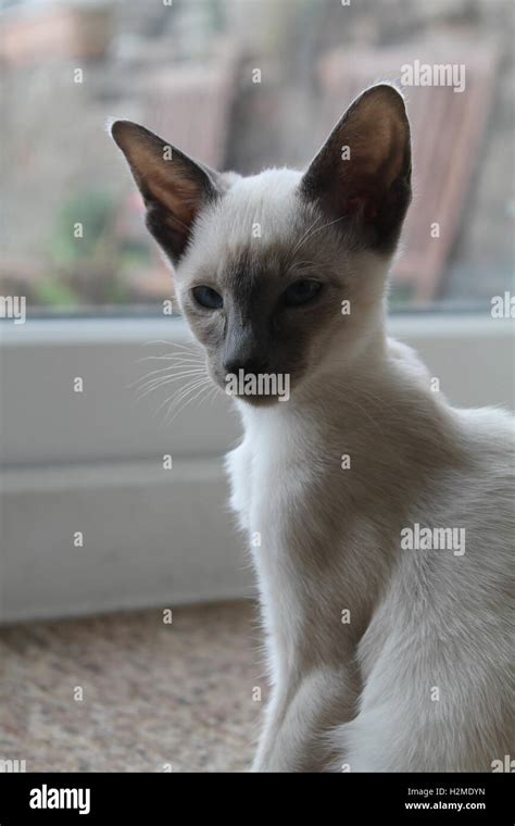 Blue Point Siamese Cat Hi Res Stock Photography And Images Alamy