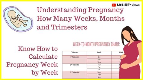 How To Calculate Your Pregnancy By Weeks Months And Trimestersweeks