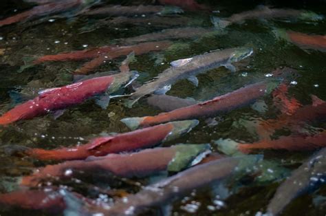 Early Lives Of Alaska Sockeye Salmon Accelerating With Climate Change