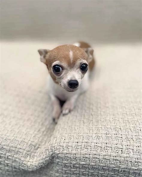 Applehead Teacup Chihuahua All You Need To Know