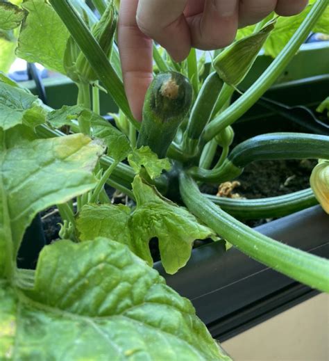 Maybe you would like to learn more about one of these? My first zucchini ever is rotting! Am I doing something ...