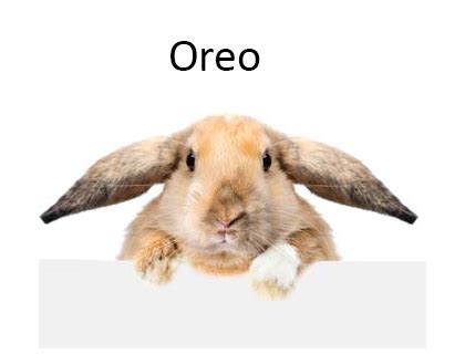Cute boy bunny names 1 arthur 2 ashen 3 basil 4 baxter 5 benjamin 6 bistro 7 bolt 8 broccoli 9 bucky 10 bugs (bunny) more items. 5000+ Most Popular Bunny Names (Top 250 Boy & Girl ...