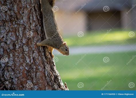 An Eastern Fox Squirrel Sciurus Niger Climbs Down A Tree While