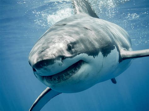 Deep Blue, the Massive, 20ft-long Great White Shark Thought to Be