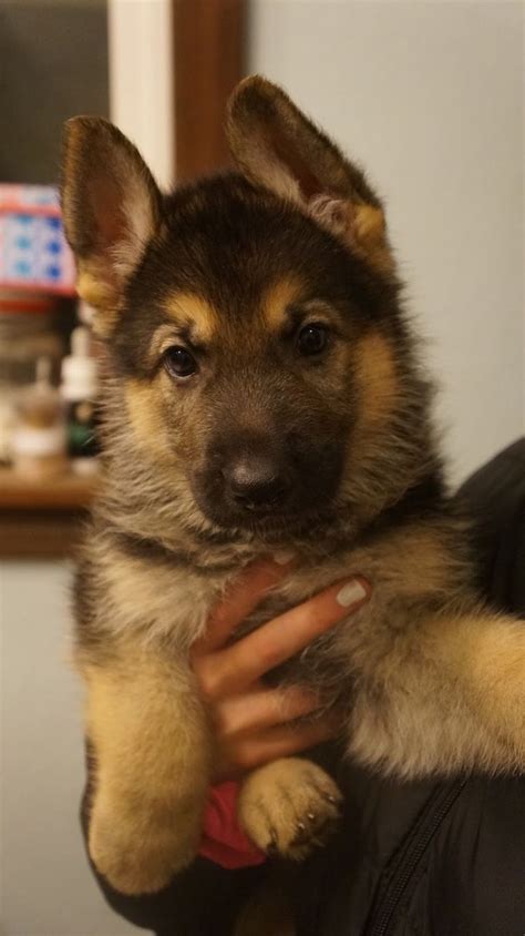 Don't miss what's happening in your neighborhood. German Shepherd Puppies Adoption Oregon