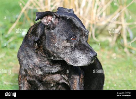 Old Staffordshire Bull Terrier Dog Grey Round The Face Calm And