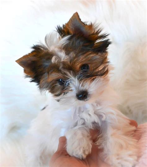 Looking for yorkshire terrier puppies? Teacup Yorkies for Sale in TN| Teacup Parti Yorkies for ...