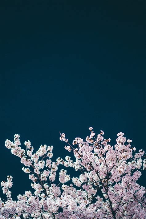 4k Wallpaper Night Cherry Blossom Anime Moon Of Night Cherry Blossom