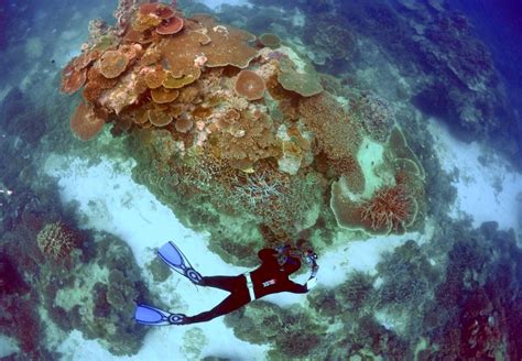 Damaging Mass Coral Bleaching Will Turn Great Barrier