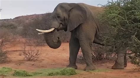Real Animal Fight Elephant Vs Rhino Youtube