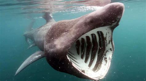 Tracking Basking Sharks Yields Fascinating Insights Into Their Behavior