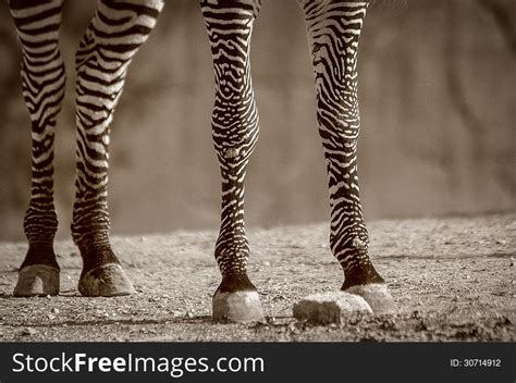 57 Animal Zebra Legs Nakanaka Design