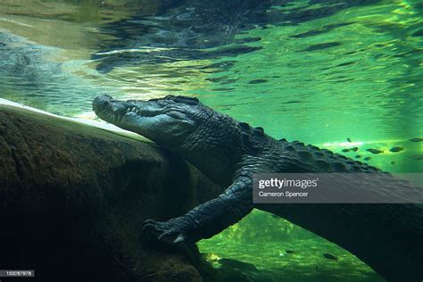 Rex One Of The Worlds Largest Crocodiles Sits In The Water Prior To
