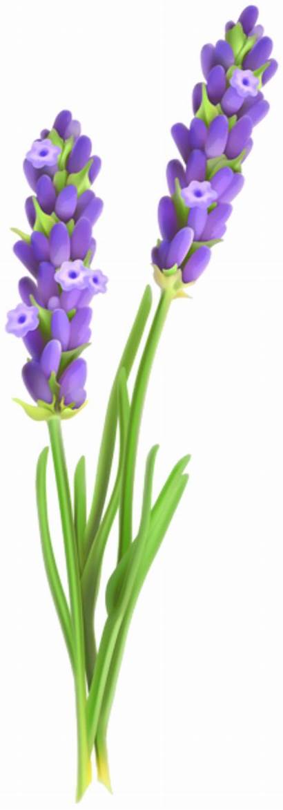 Clipart Lavander Lavender Lavendar Flowers Transparent Tubes