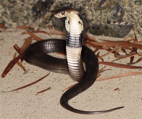 Chinese Cobra Naja Atra Juvenile Chinese Cobra Naja Atr Flickr