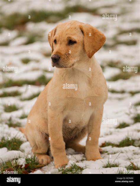 Golden Labrador Puppy Stock Photo Alamy