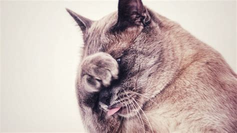 Download Wallpaper 1920x1080 Cat Protruding Tongue Hide Funny Full