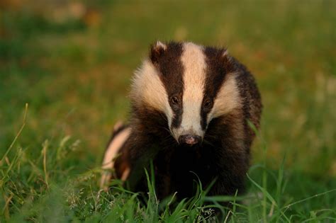 National Badger Day Betrayal In The British Countryside Kate On