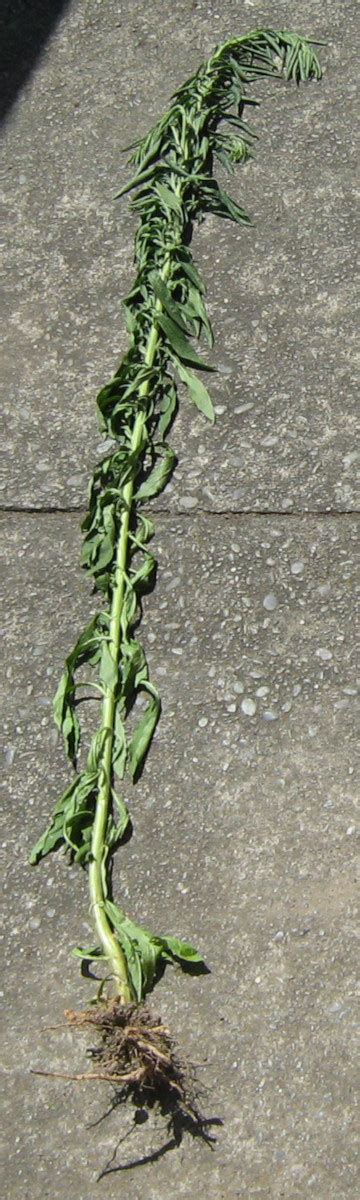 Narrow the list by choosing characteristics that match your unknown plant or search for plants by name. identification - New Zealand weed with strong central ...