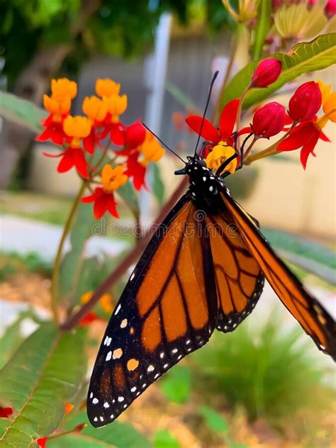 Vertical Closeup Of Monarch Butterfly Danaus Plexippus Stock Photo
