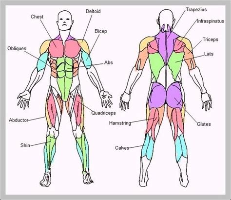 Diagram Of Body Muscles And Names How Many Muscles Are In The Human