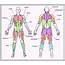Diagram Of Body Muscles And Names  How Many Are In The Human