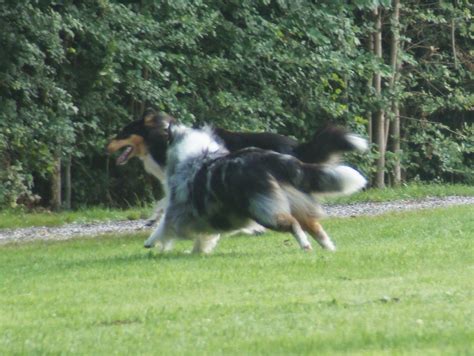 Glamourace Collies Rough Collie Collie Dogs