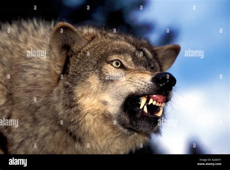 Mw 330 Snarling Gray Wolf Stock Photo Alamy