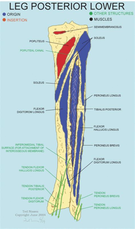 In the lower leg, the tibia bears most of the body's weight while the fibula supports the muscles of balance in the lower leg and ankle. Muscle Bone Attachments | Muscle, Body map