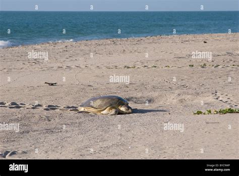 Australian Flatback Sea Turtle Natator Depressus Female Crawls Up