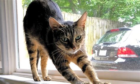 Before you rush into adopting a cat, do realise that having a pet is a big responsibility. 7 furry felines to adopt now in Nashville