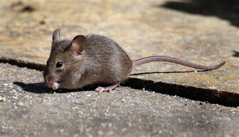 Common Rodents In Ne Mississippi Barnes Pest Control Llc