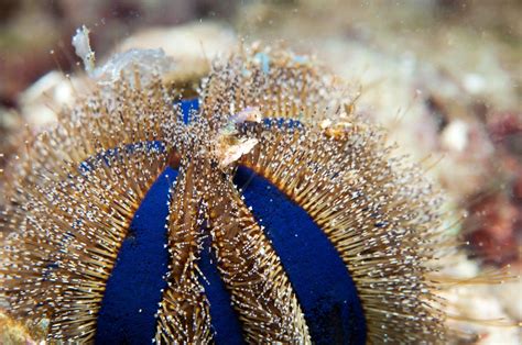 Sea Urchins In The Reef Aquarium Marine Invertebrates AlgaeBarn