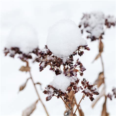 Dry Winter Flowers Covered With Snow Stock Image Image Of White