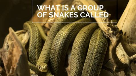 What Is A Group Of Snakes Called And Why Murder Background