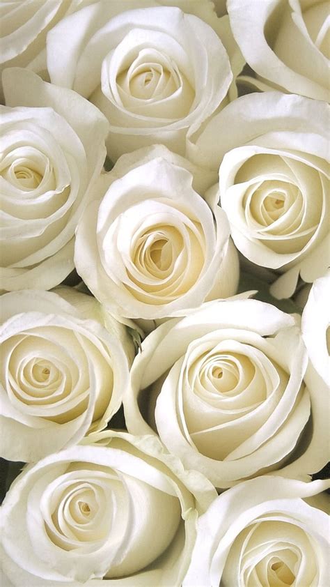 Gulab Ka Phool White Rose Flower Hd Phone Wallpaper Peakpx
