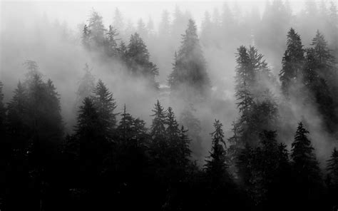 Download Wallpaper 3840x2400 Trees Fog Forest Nature Black And