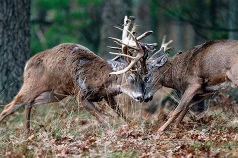 Pin By Tammy On The Hunt Buck Hunting Whitetail Bucks Big Deer