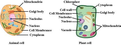 Plant Cell Versus Animal Cell Venn Diagram Venn Diagrams Png Download