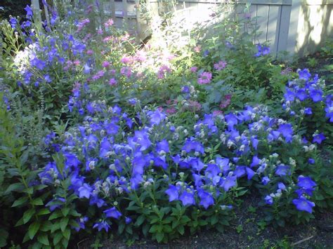 We did not find results for: Balloon Flowers and Bee Balm | Balloon flowers, Bee balm ...