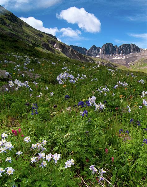 American Basin Wildflowers Photograph By Steve Stuller Pixels