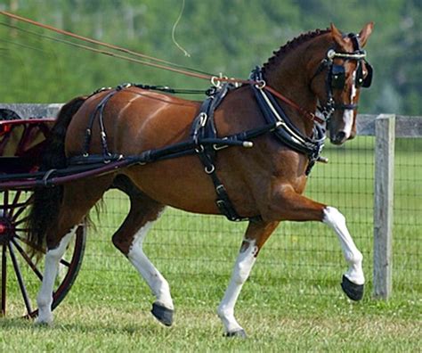 Dutch Harness Horse I Just Rode In A Small Carriage With One Of These