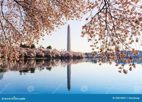 Washington Monument Towers Above Blossoms Stock Image Image Of Mirror
