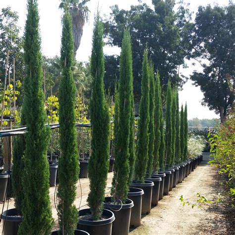 Cupressus Sempervirens Totem Dwarf Italian Cypress Mid Valley Trees