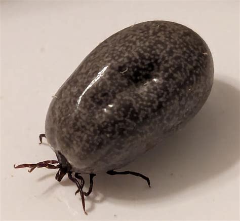 Engorged Tick Ixodes Pacificus Ixodes Bugguidenet