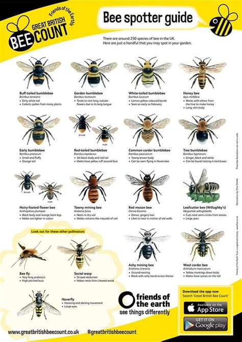 British Bees Identification Chart