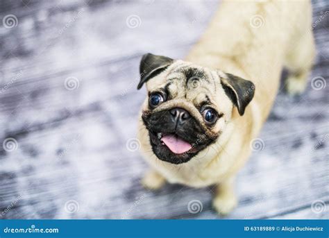 Happy Pug Puppy Dog Stock Image Image Of Cute Mops 63189889